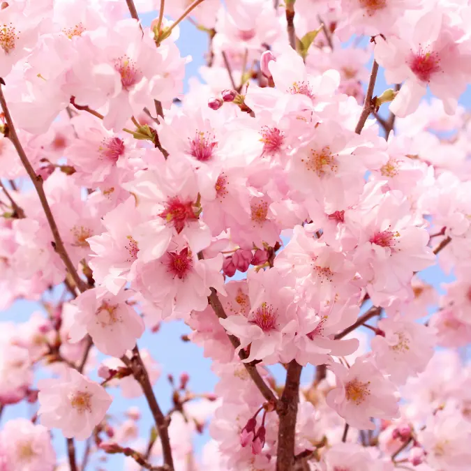 Vitrine Paris Miki Hanami