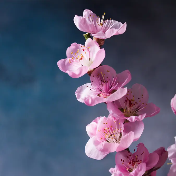 Hanami